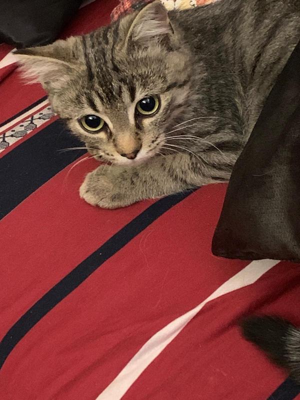 Una mamma per il dolcissimo Loki! Foto 7